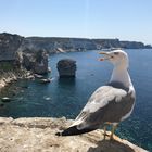 Möwe müsste man sein - zu Besuch in Bonifacio 