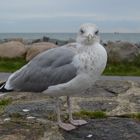 Möwe "Na haste was zum fressen" ??