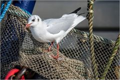 Möwe: "Nach dem Anlanden ...