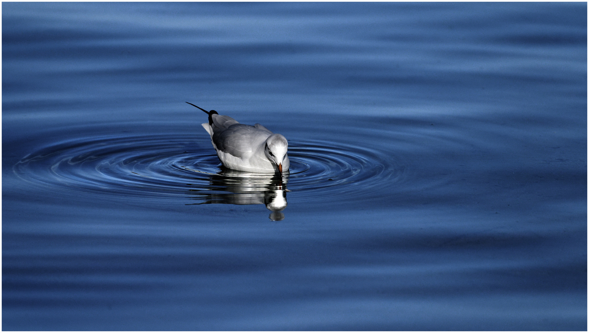 Möwe nach Futter suche