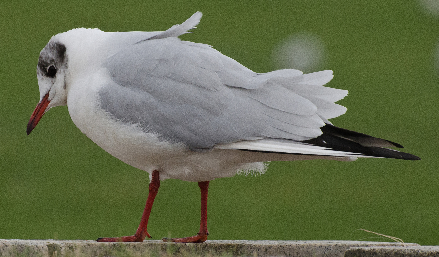 Möwe nachdenkend