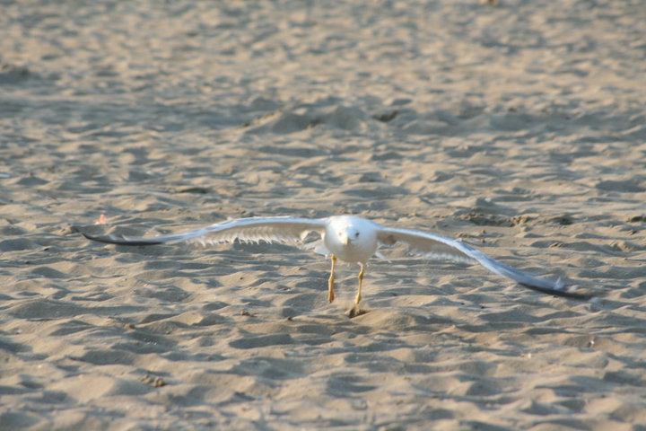 Möwe nach´m Start...