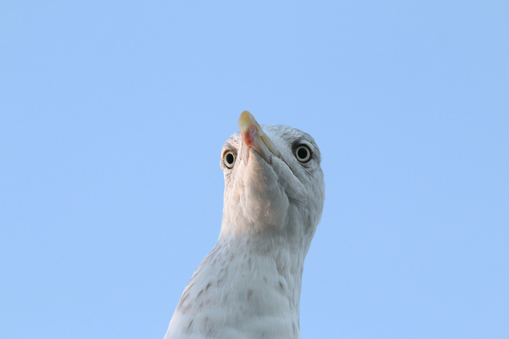 Möwe neugierig