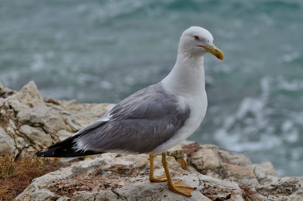 Möwe Nr. 2 in Rovinij (Kroatien)