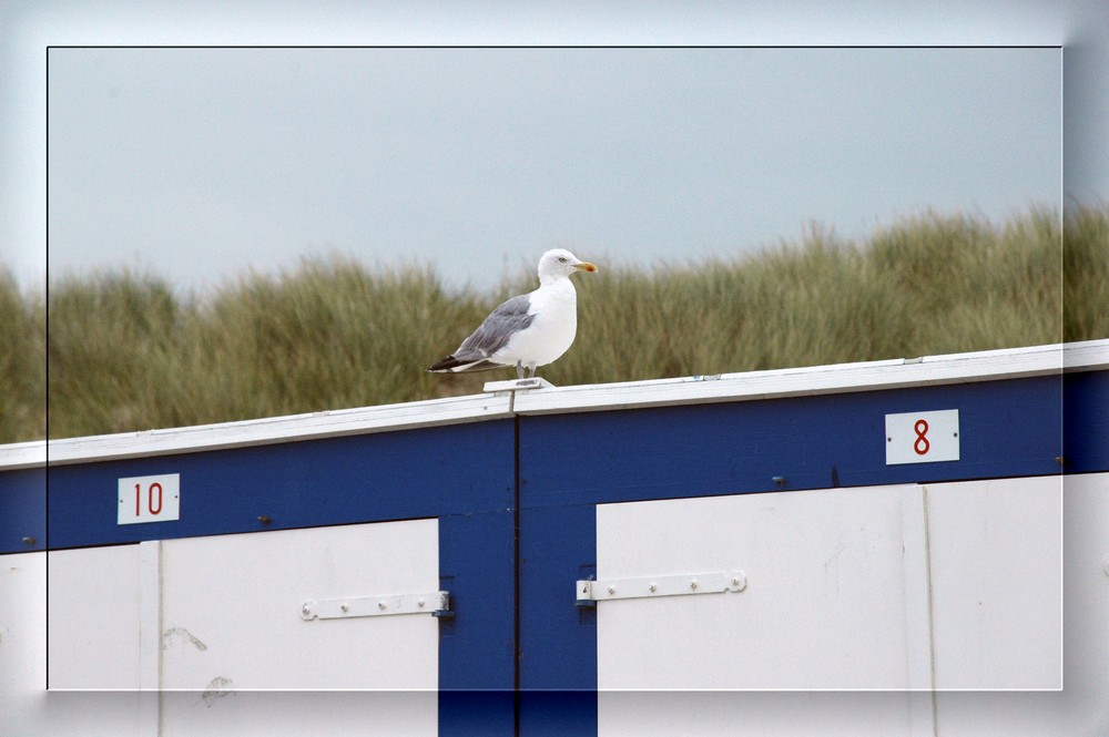 Möwe Nummer 9