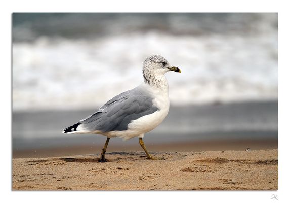 Möwe oder gibt es eine genauere Bezeichnung?