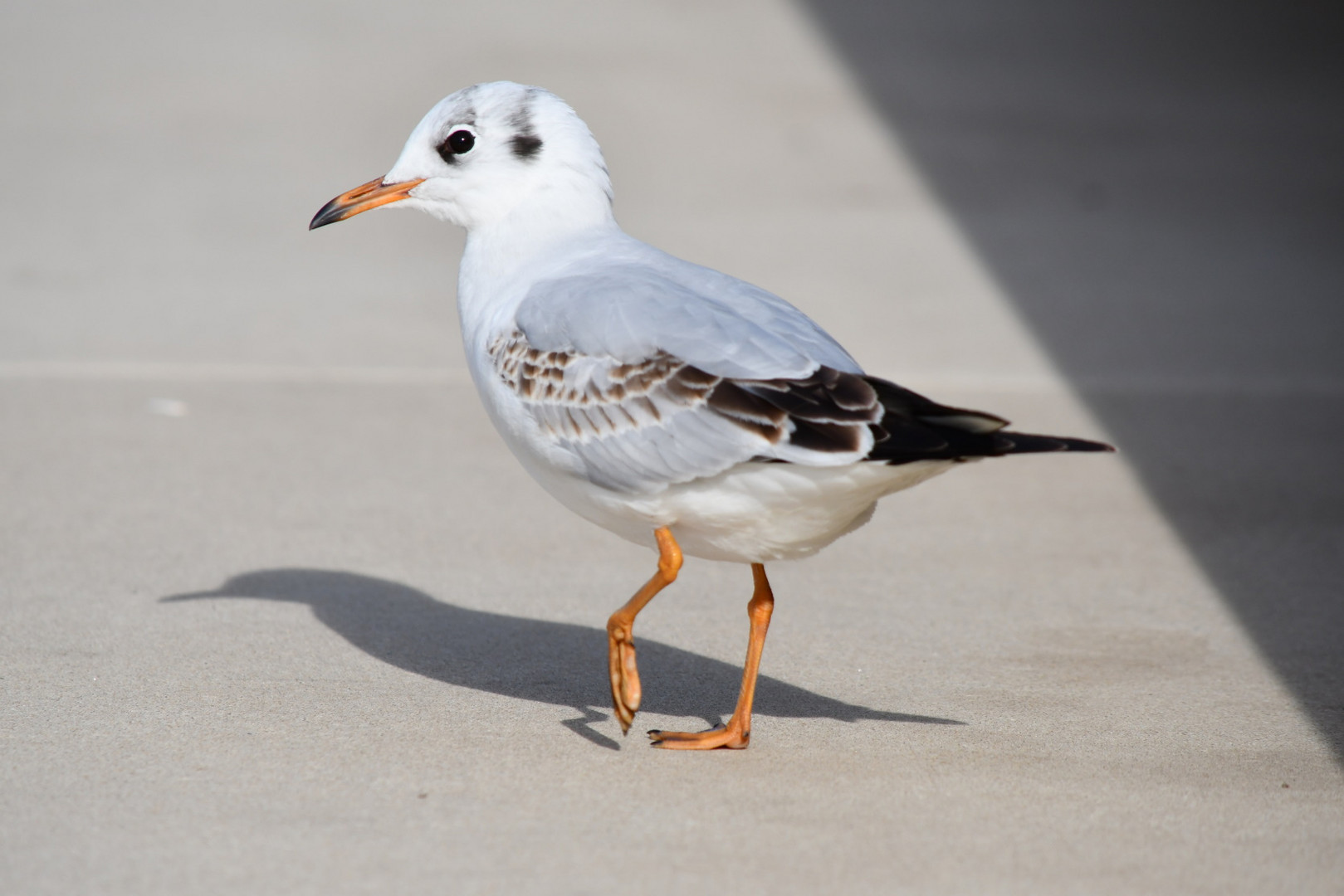 Möwe oder Model?