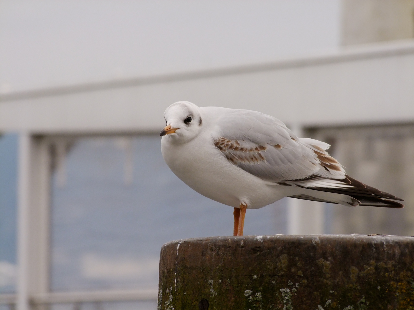 Möwe ... oder veraltet: Möve