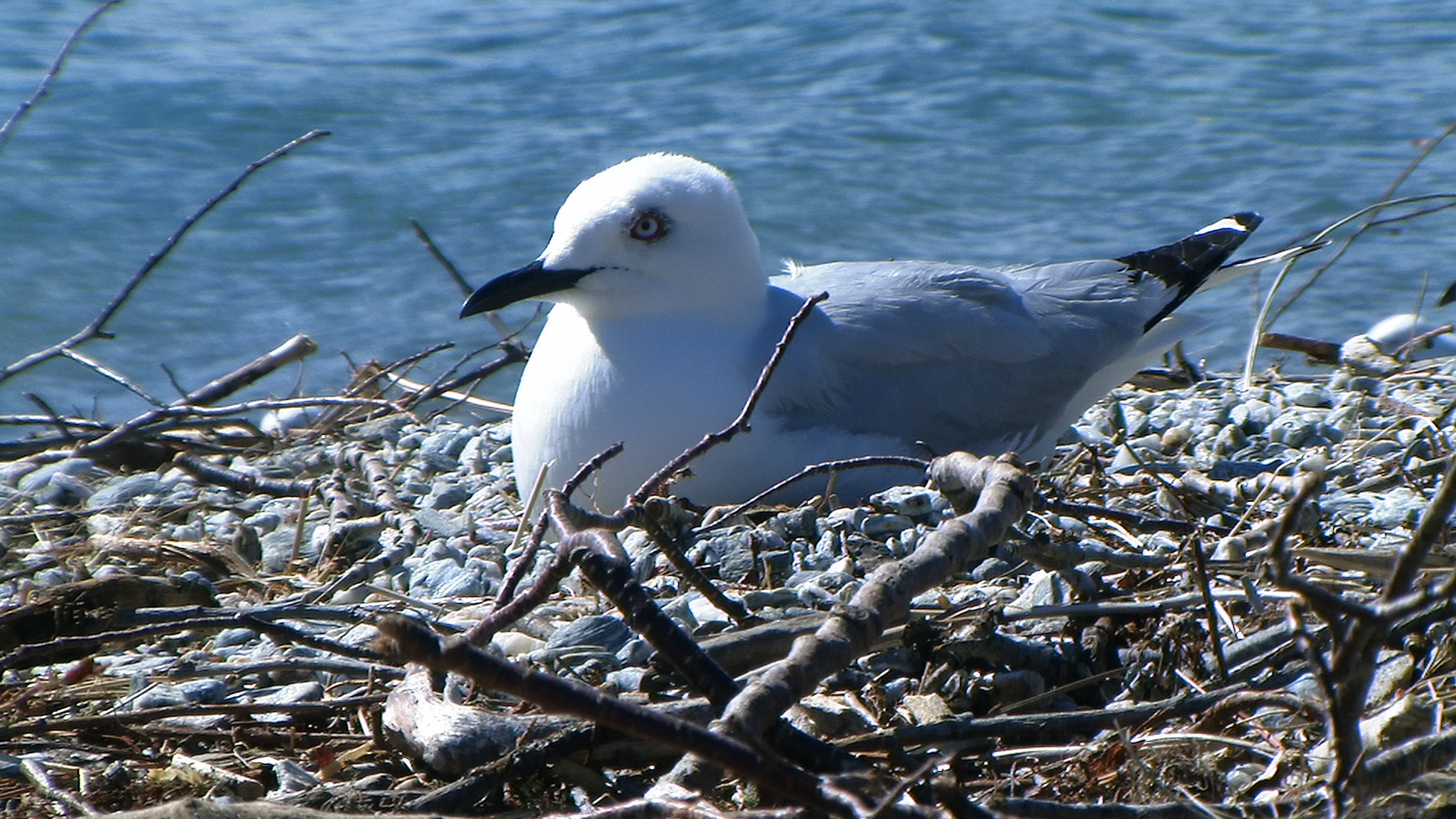 Möwe ohne Angst in Neuseeland