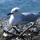 Möwe ohne Angst in Neuseeland