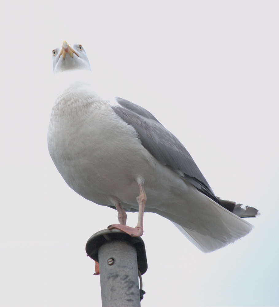 Möwe ohne Hals...