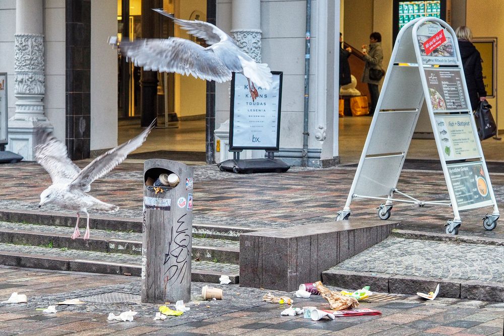 Möwe ohne Kopf