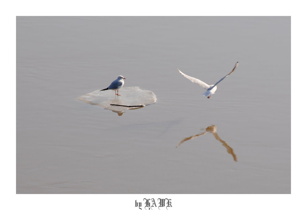 Möwe on Ice