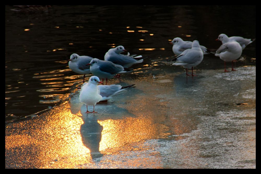 Möwe on Ice!