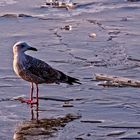 Möwe on Ice