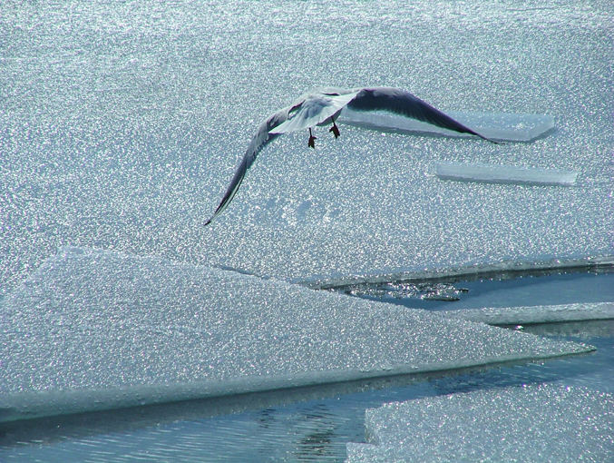 Möwe on the rocks