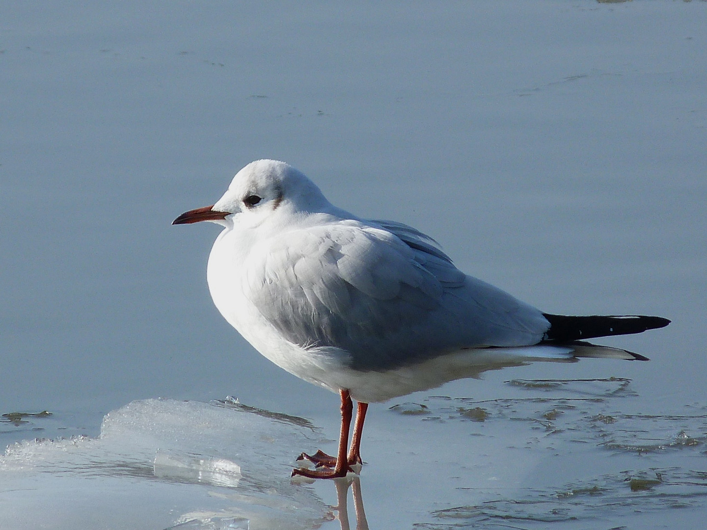 Möwe on the Rocks