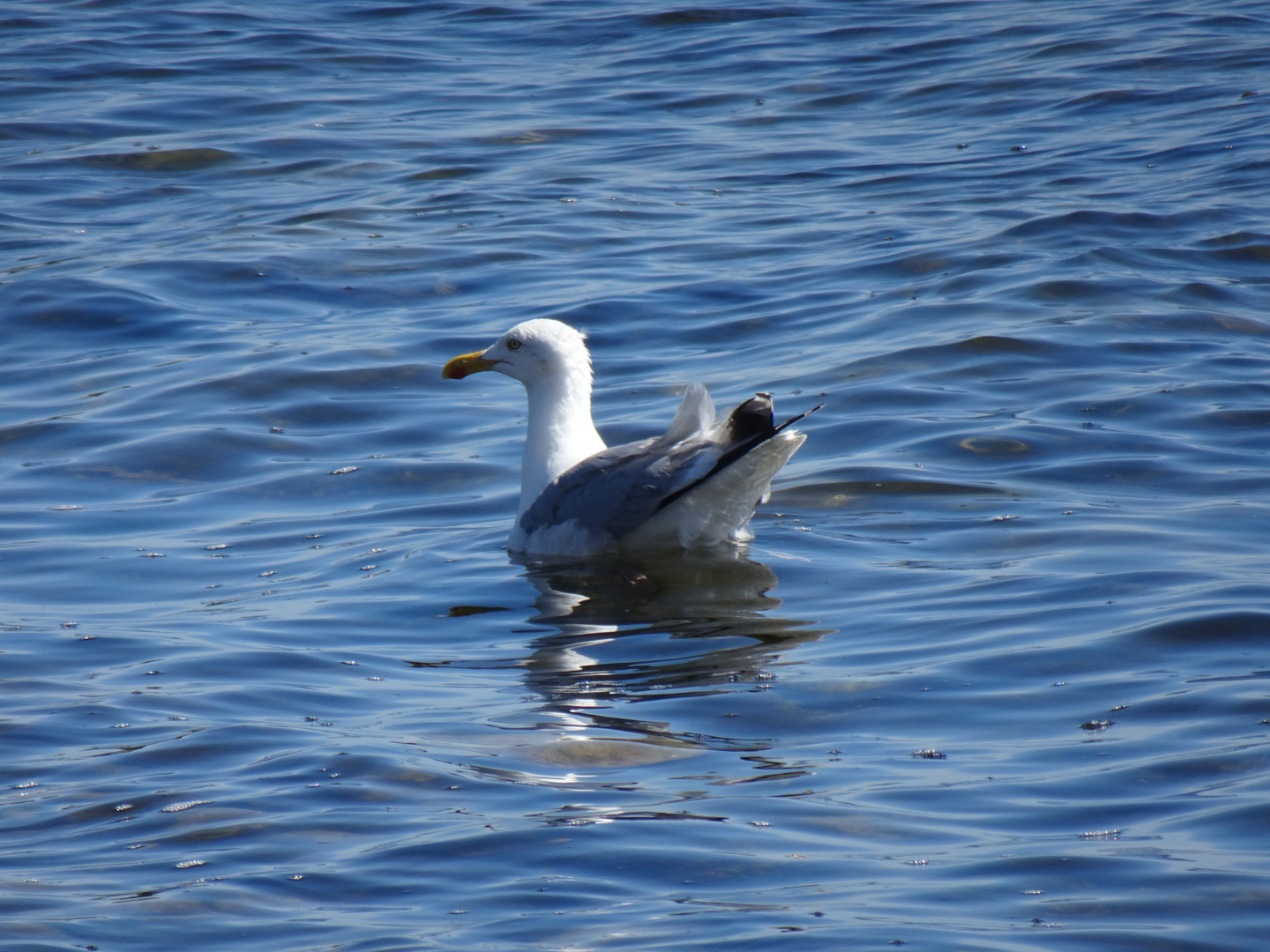 Möwe / Ostsee 1