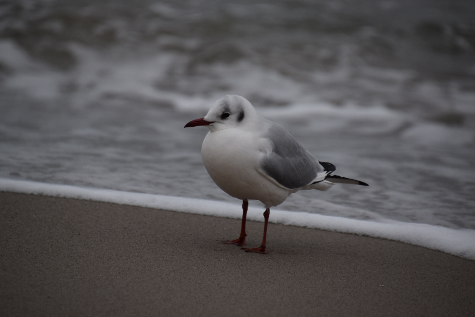 Moewe Ostsee