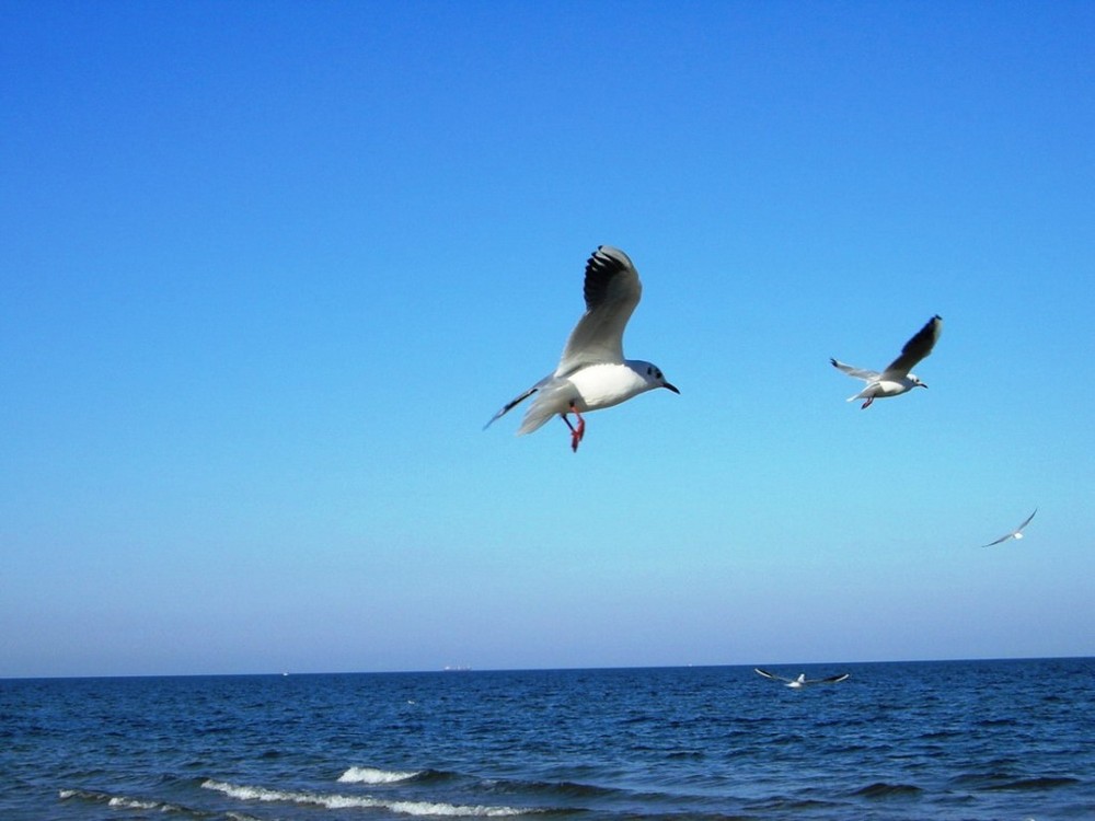 Möwe Ostsee