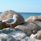 Möwe Ostsee