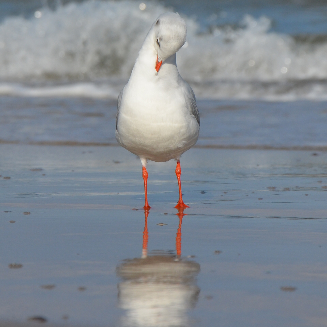 Möwe Ostsee Scharbeutz