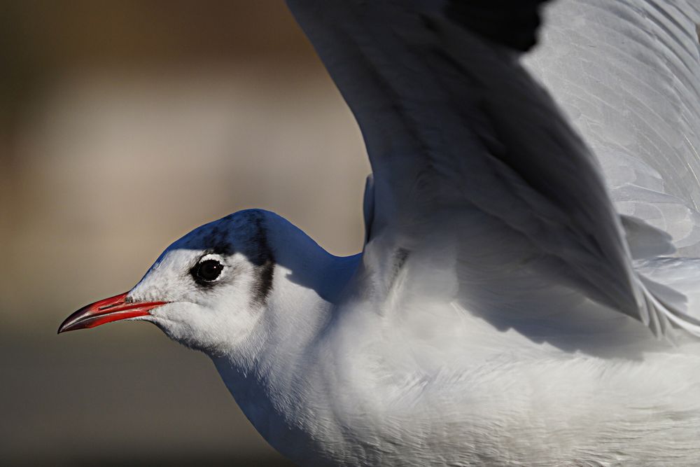 Möwe Porträt in der Luft 