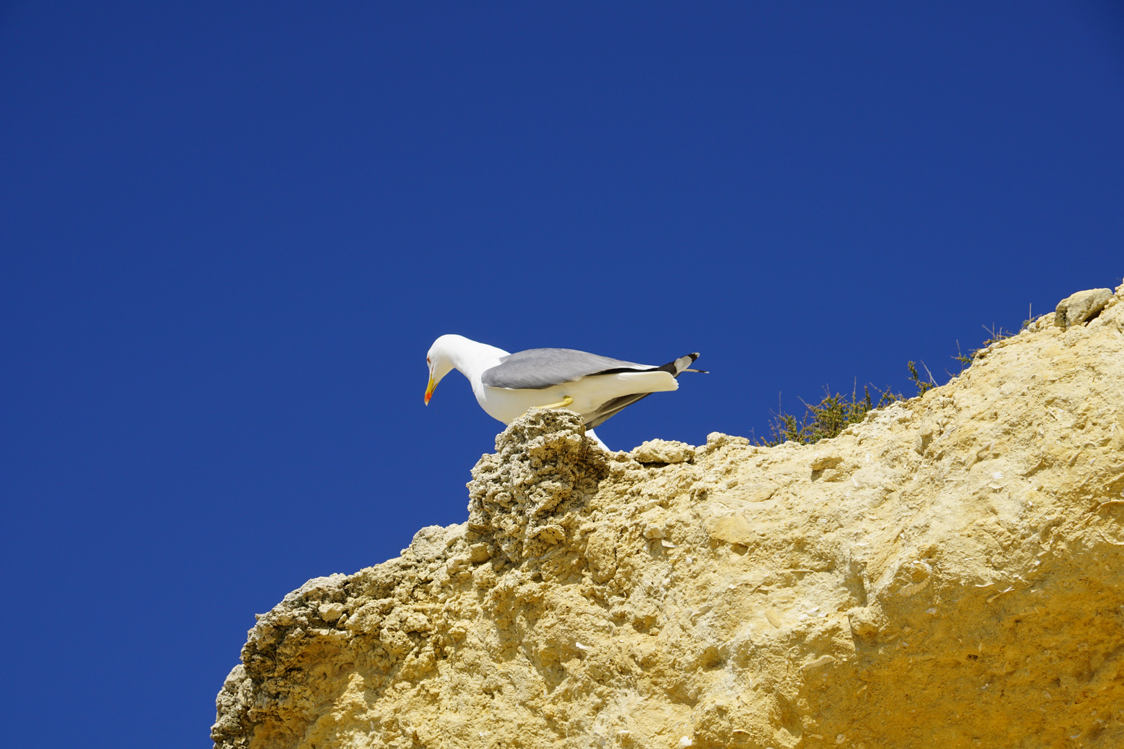 Möwe Portugal