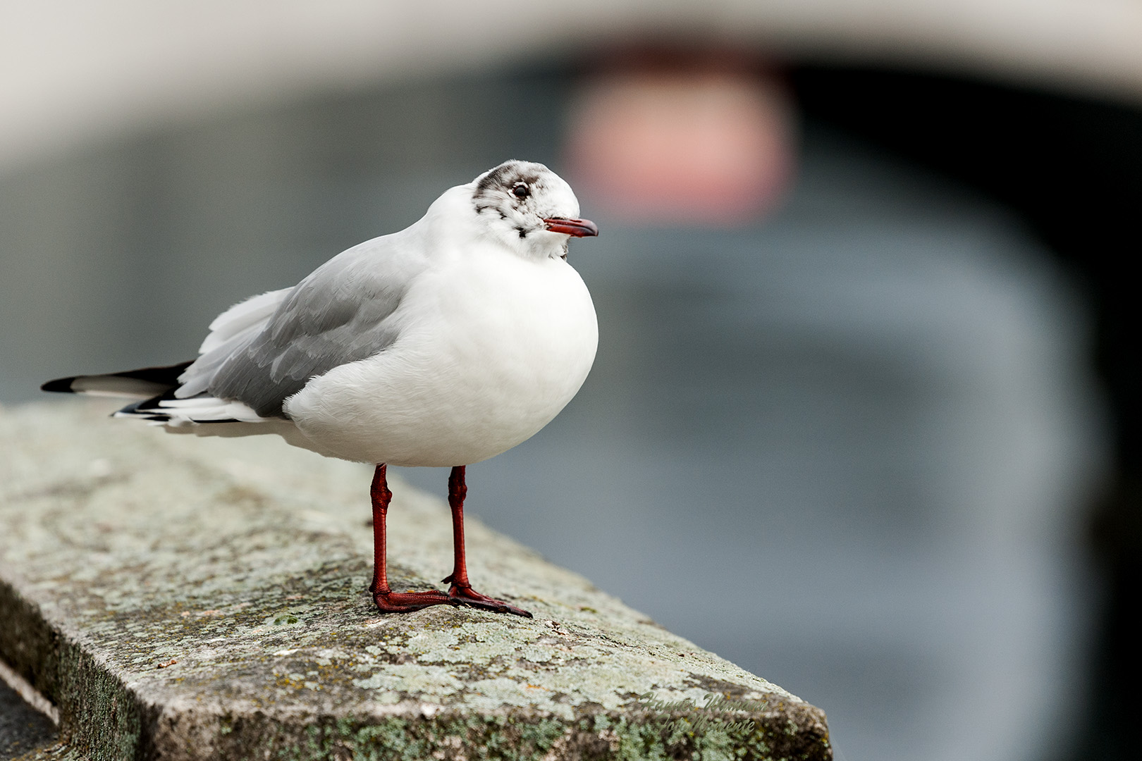 Möwe posiert im Jugendkleid