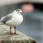 Möwe posiert im Jugendkleid