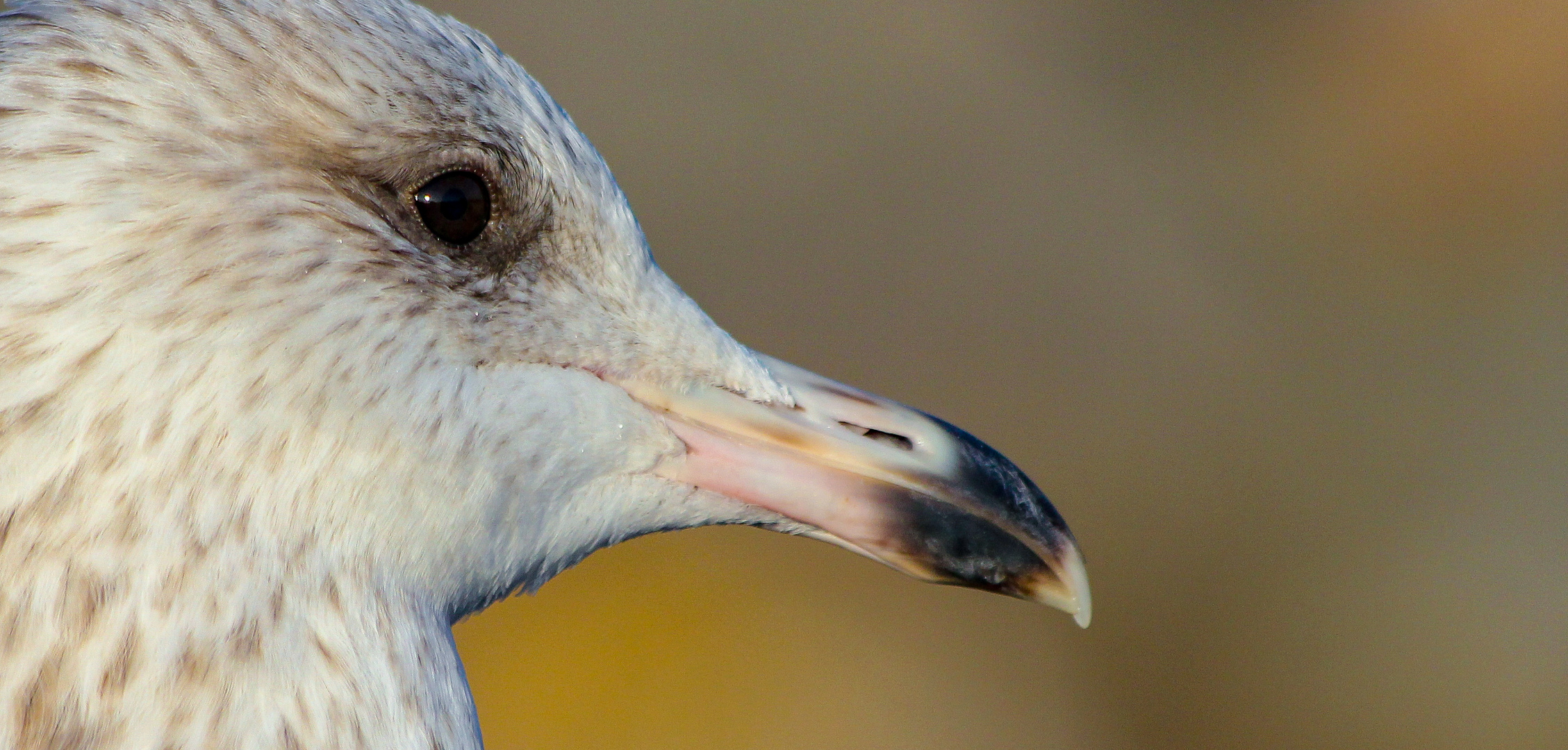                             -Möwe Profil-