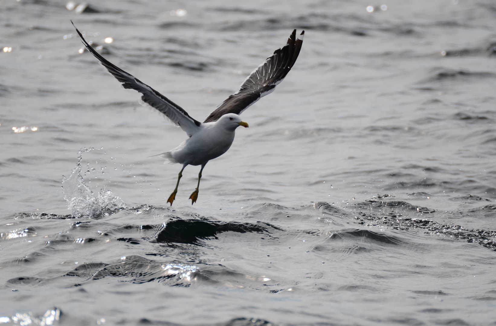 Möwe Puerto Madryn