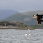 Möwe quert die Flugbahn des Seeadlers