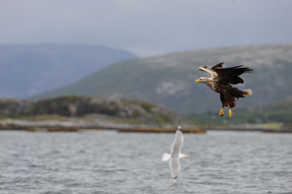 Möwe quert die Flugbahn des Seeadlers