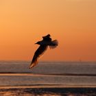 Möwe Sankt-Peter-Ording