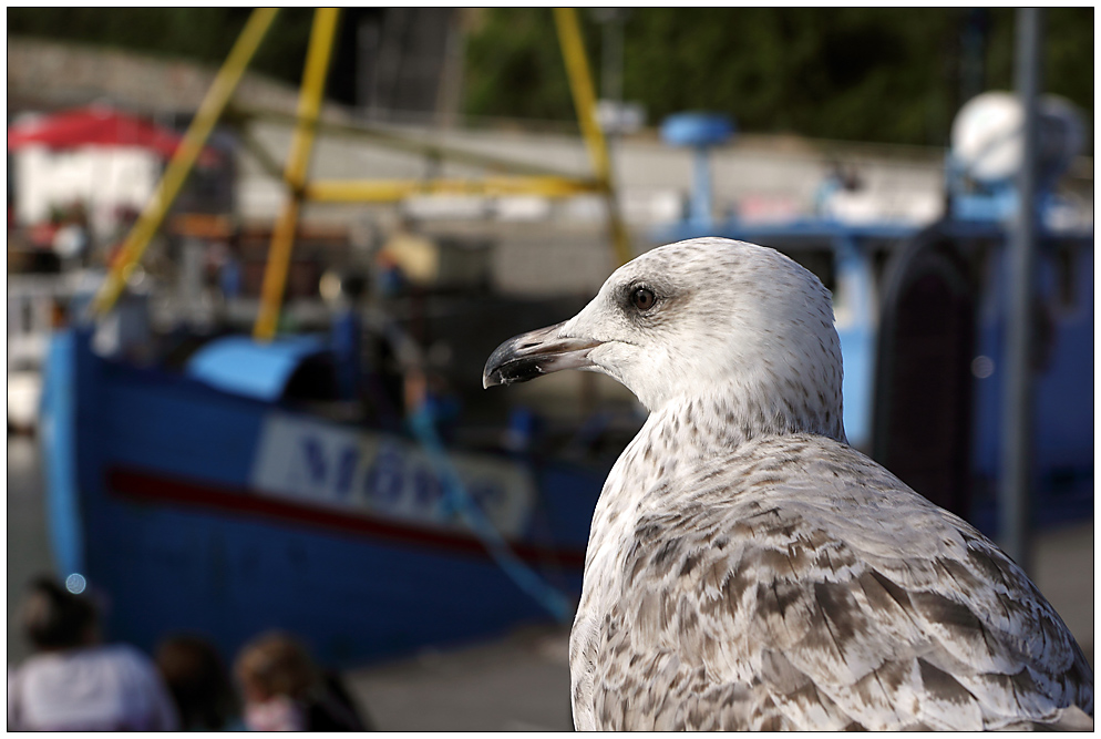 "Möwe" Sassnitz