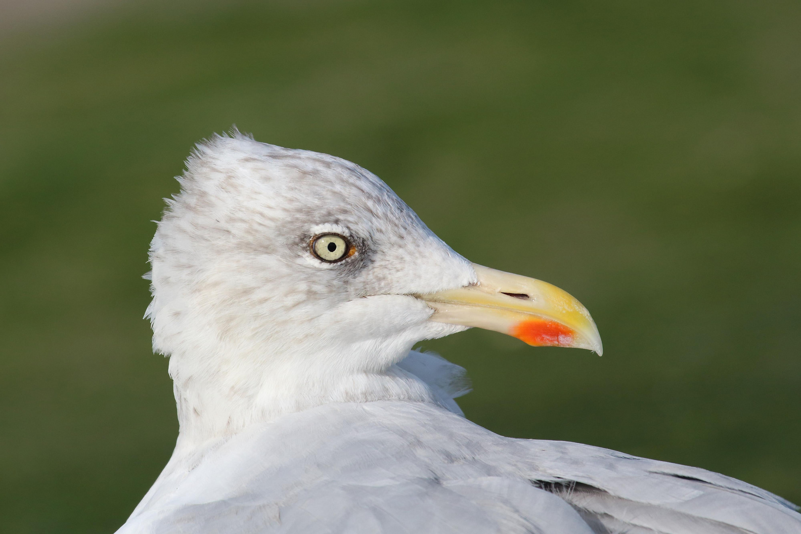 Möwe schaut sich um