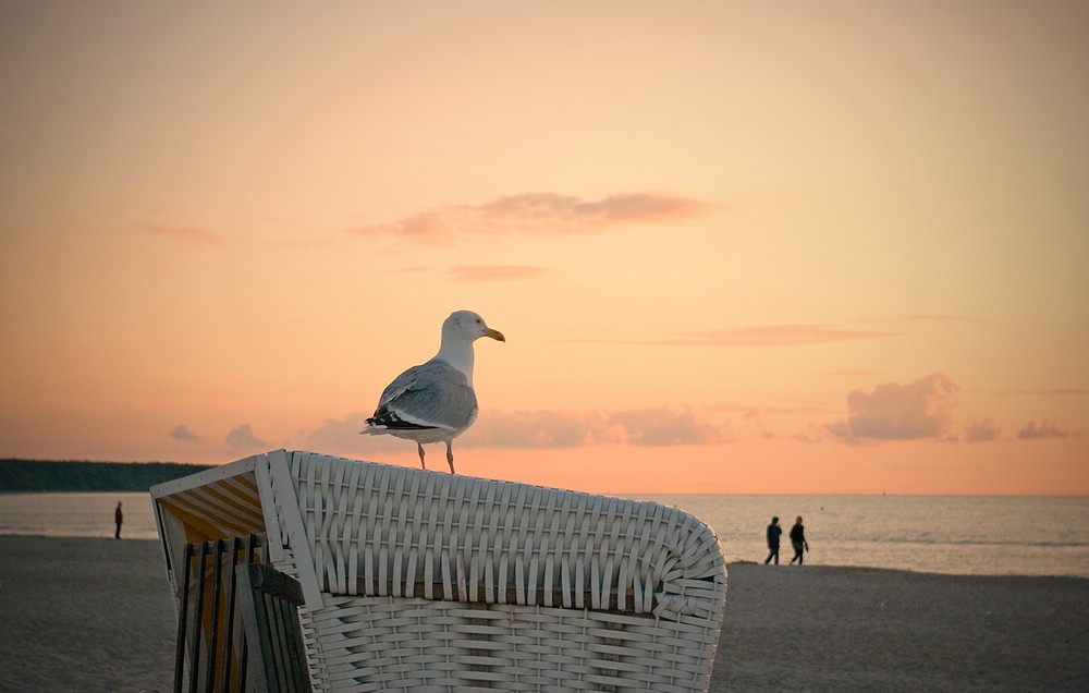 Möwe schaut Sonnenuntergang