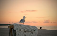 Möwe schaut Sonnenuntergang