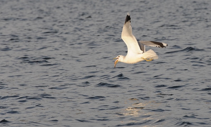 Möwe schluckt Fisch