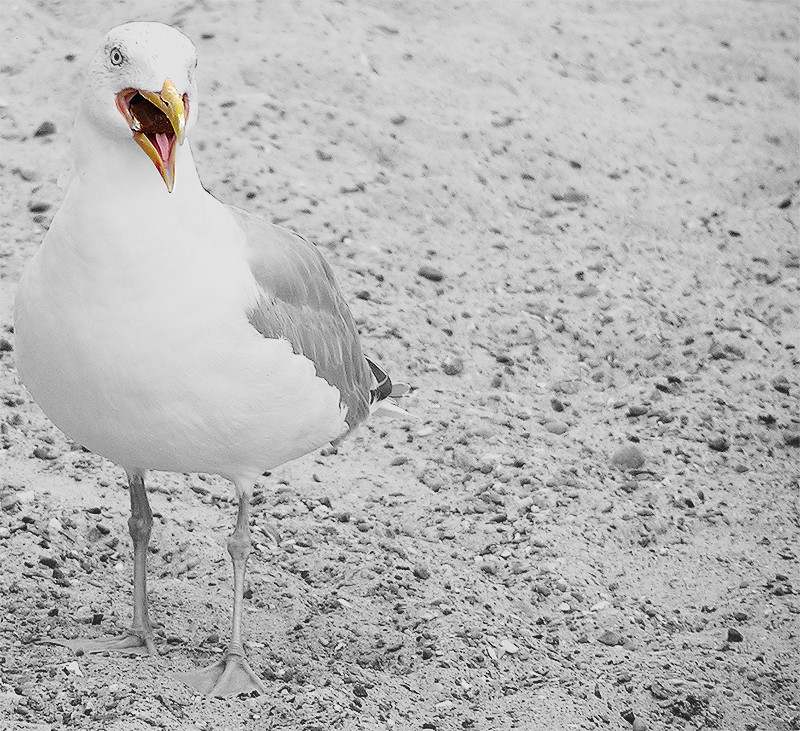 Möwe schnabuliert Kinderschokolade :-)