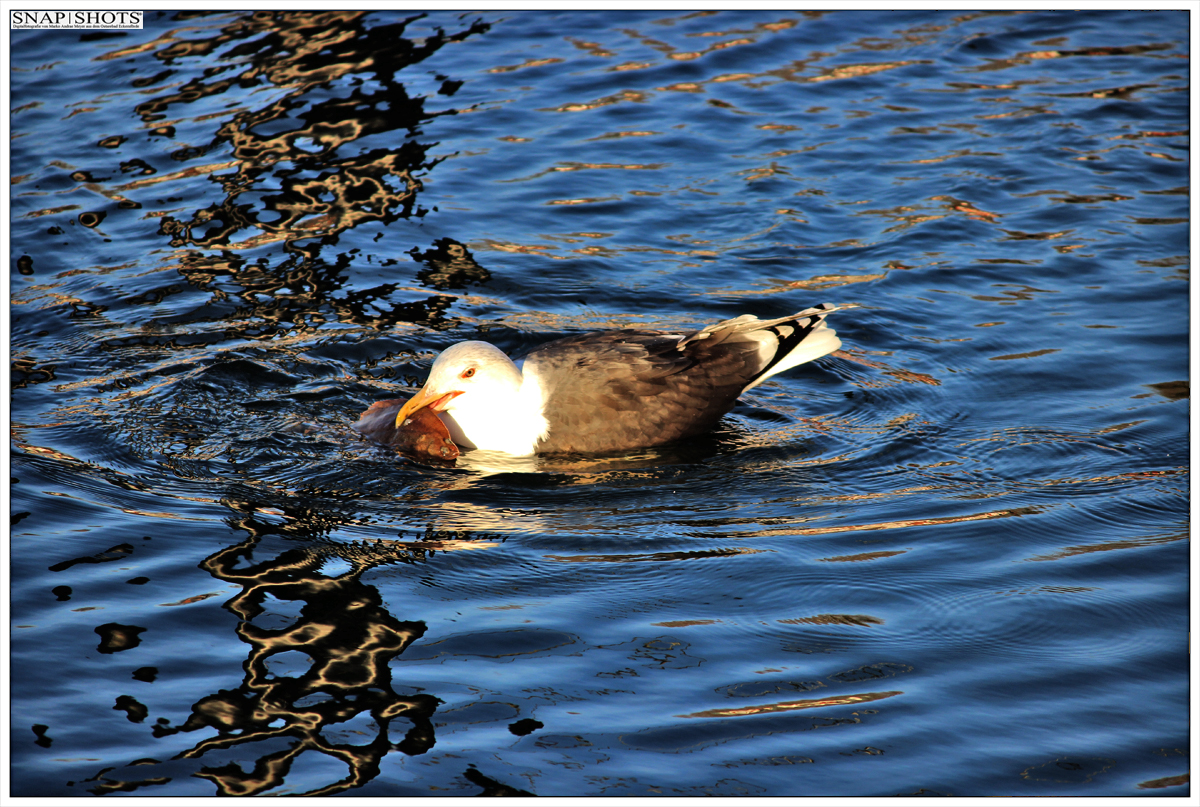 Möwe schnappt sich einen Plattfisch