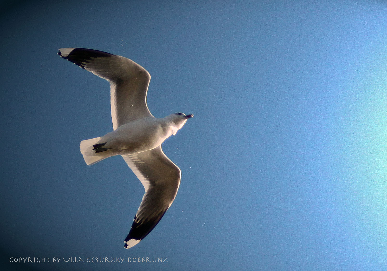 Möwe schüttelt sich im Flug