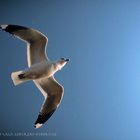 Möwe schüttelt sich im Flug