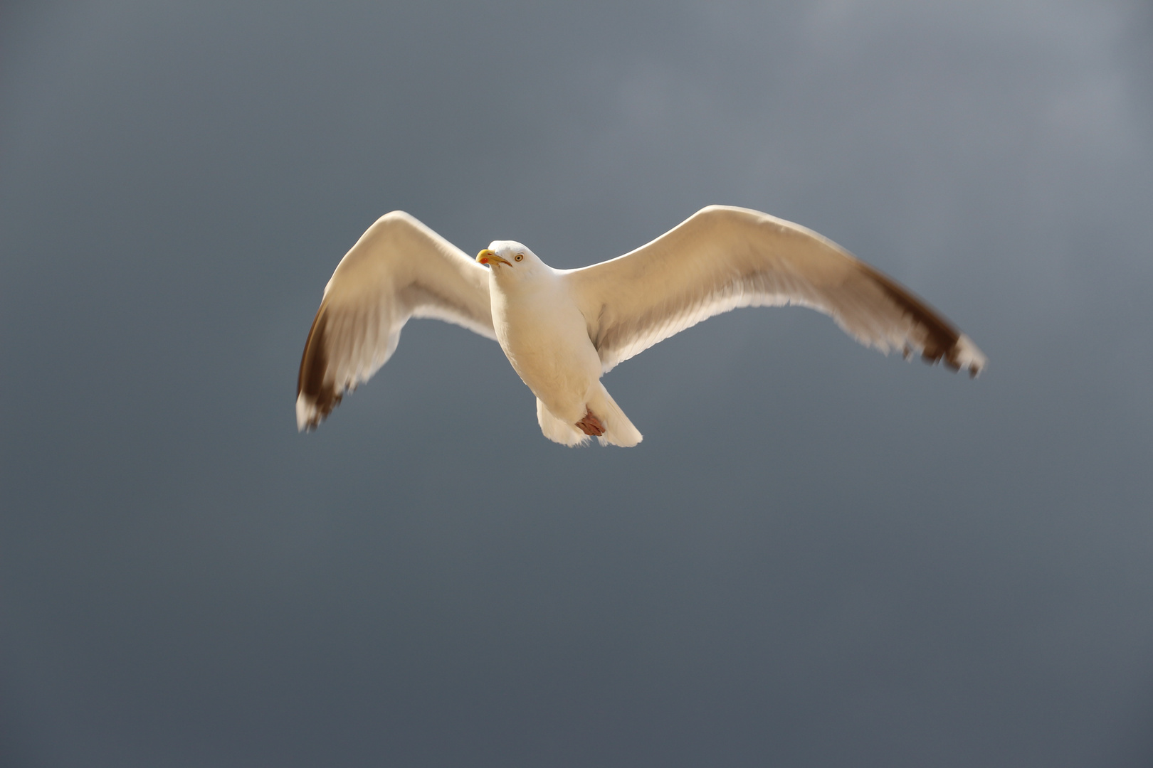 Möwe - schweben im Sturm