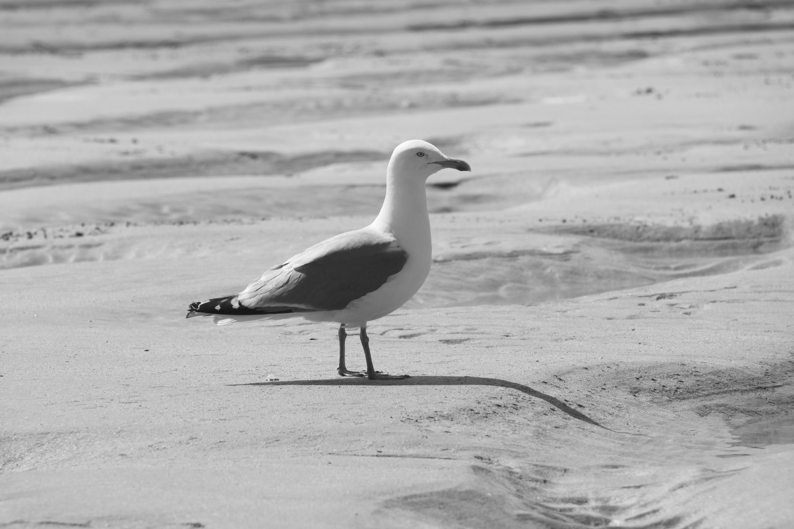 Moewe, Seagull