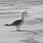 Moewe, Seagull