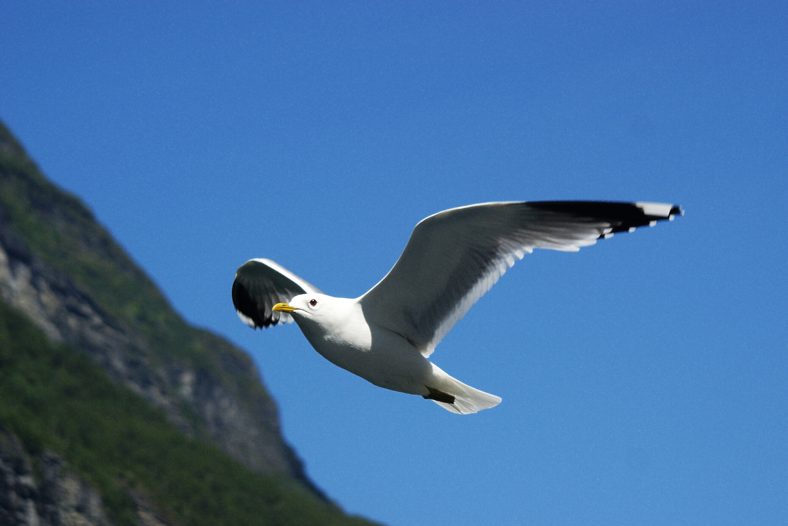 Möwe / Seagull