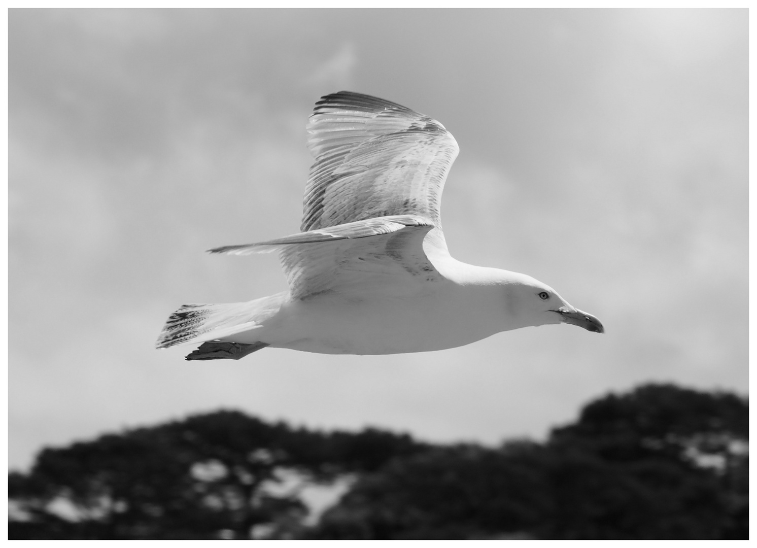 Möwe, Seagull in Dartmouth, Devon 2014