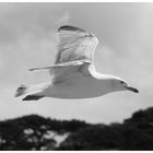 Möwe, Seagull in Dartmouth, Devon 2014